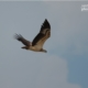 White-bellied Sea Eagle, by Saniar Rahman Rahul