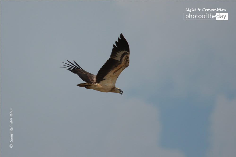 White-bellied Sea Eagle, by Saniar Rahman Rahul