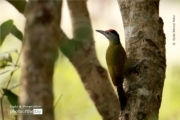 Grey Headed WoodPecker, by Saniar Rahman Rahul