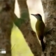 Grey Headed WoodPecker, by Saniar Rahman Rahul