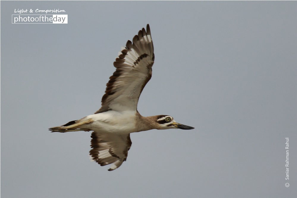 Grater Thick-knee, by Saniar Rahman Rahul