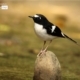 Black-throated Forktail, by Saniar Rahman Rahul