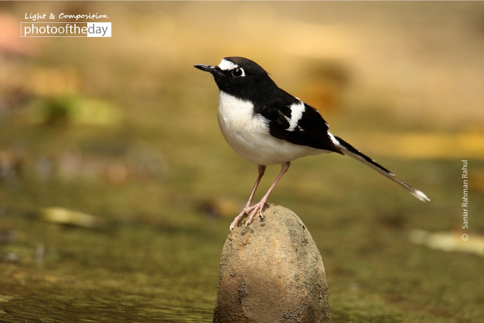 Black-throated Forktail, by Saniar Rahman Rahul