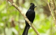 Greater Racket-tailed Drongo, by Saniar Rahman Rahul