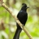 Greater Racket-tailed Drongo, by Saniar Rahman Rahul