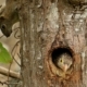 The Linieted Barbet and A Squirrel, by Saniar Rahman Rahul