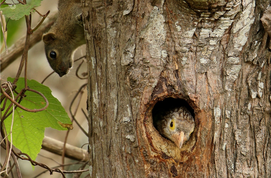 The Linieted Barbet and A Squirrel, by Saniar Rahman Rahul