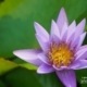 Lily in Purple, by Siew Bee Lim