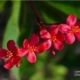 Little Red Flowers, by Siew Bee Lim