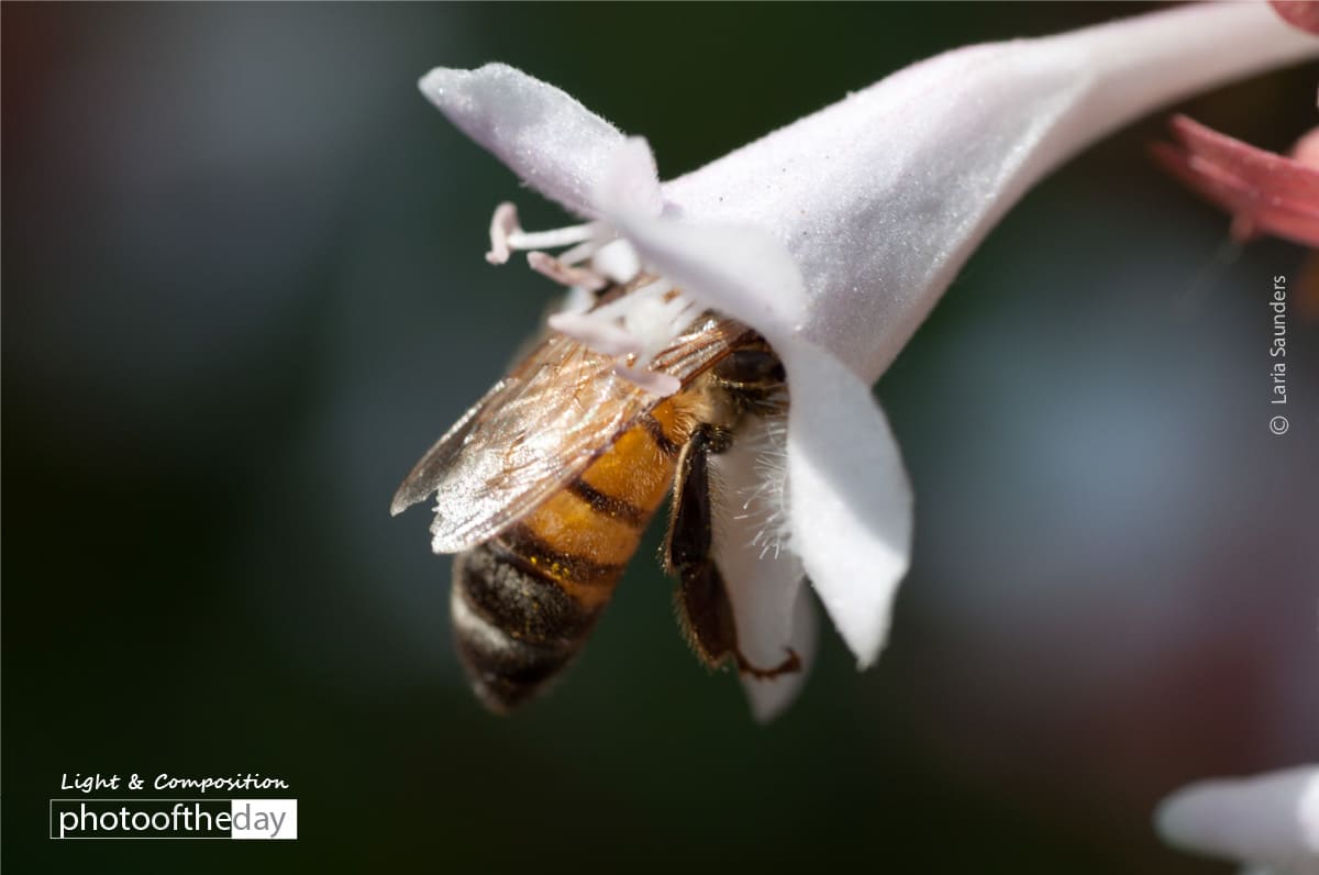 Nectar Lover, by Laria Saunders