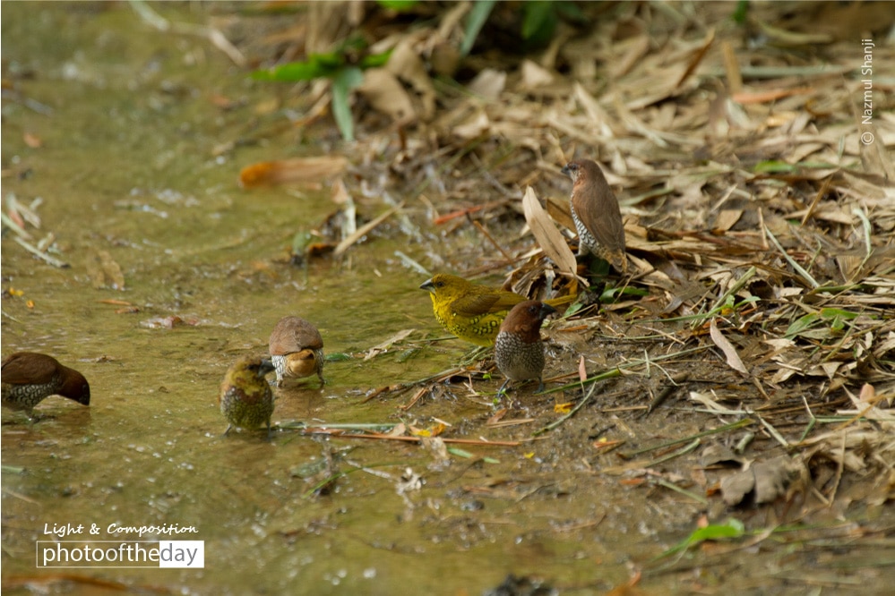 Drinking Time, by Nazmul Shanji