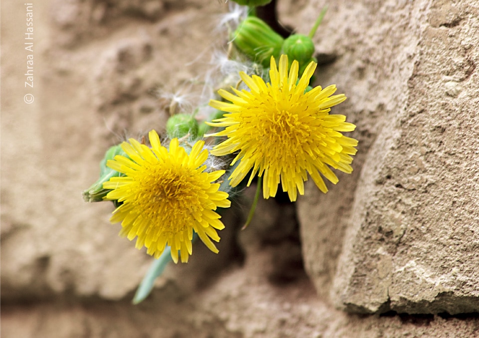 Invincible Flower, by Zahraa Al Hassani