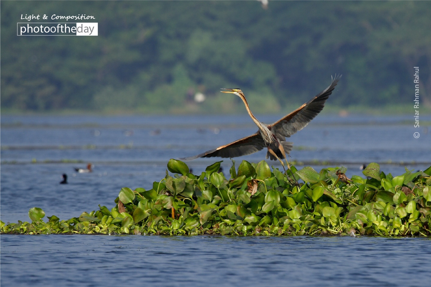 The Purple Heron, by Saniar Rahman Rahul