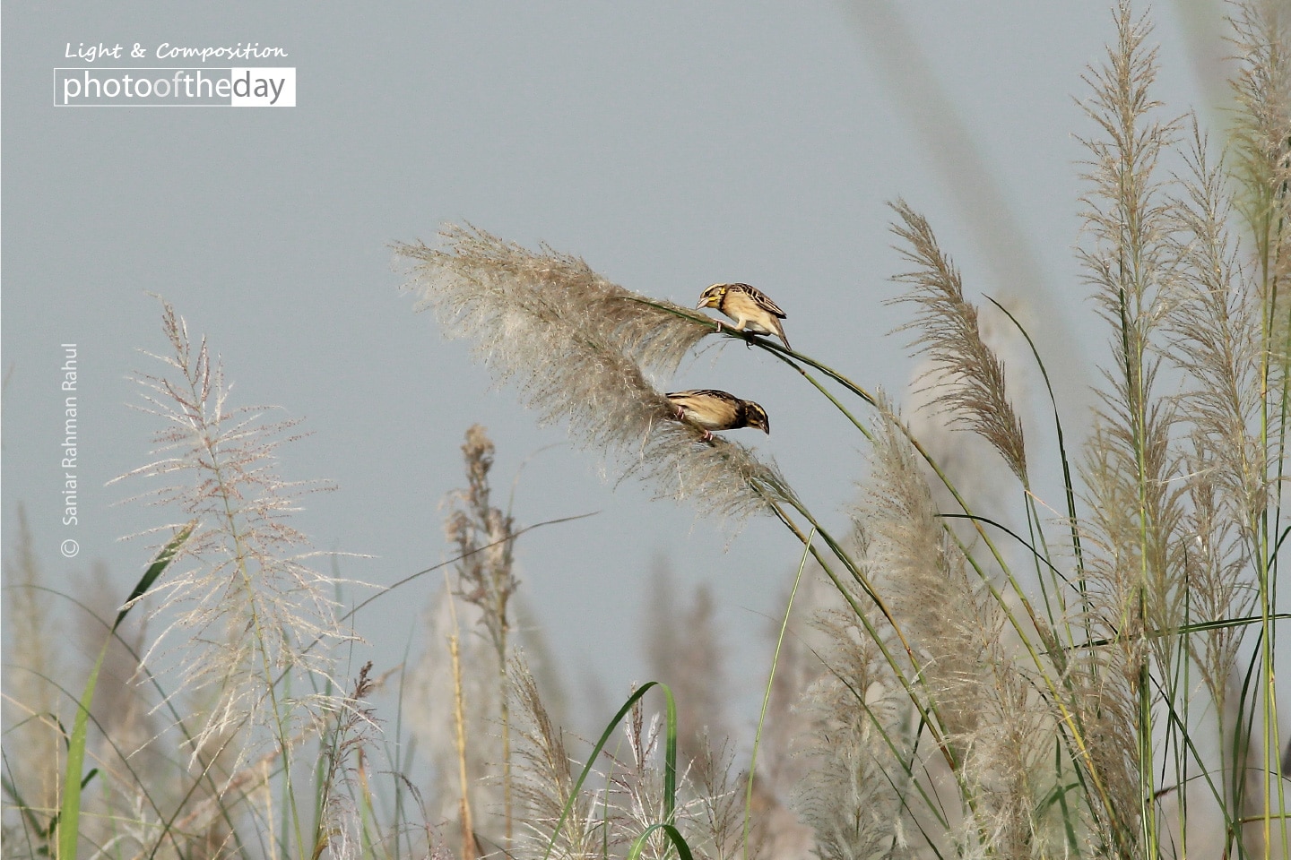 Bengal Weaver, by Saniar Rahman Rahul