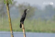 Little Cormorant, by Saniar Rahman Rahul