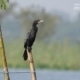 Little Cormorant, by Saniar Rahman Rahul