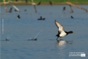 The Tufted Duck, by Saniar Rahman Rahul