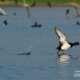 The Tufted Duck, by Saniar Rahman Rahul