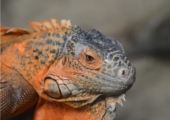 Iguana on Display, by Avi Chatterjee