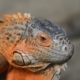 Iguana on Display, by Avi Chatterjee