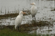 Cattle Egrets, by Saniar Rahman Rahul