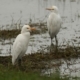 Cattle Egrets, by Saniar Rahman Rahul