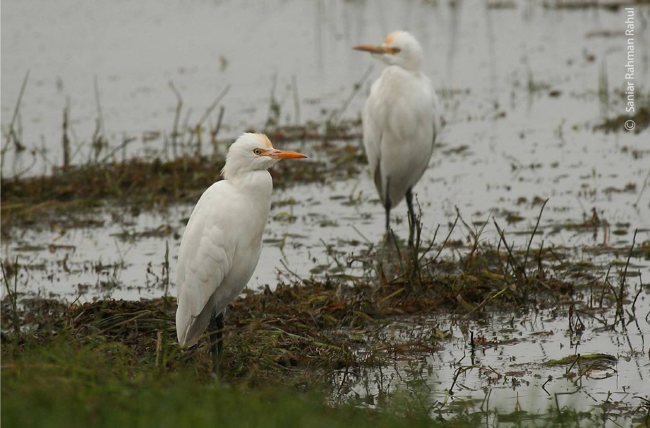 Cattle Egrets, by Saniar Rahman Rahul