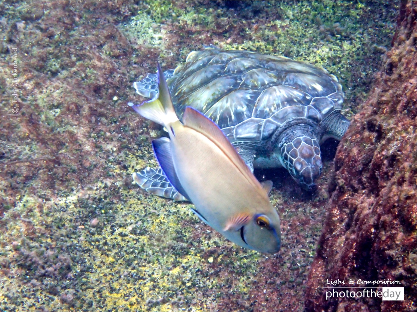 Smiling Fish and Turtle, by Tisha Clinkenbeard