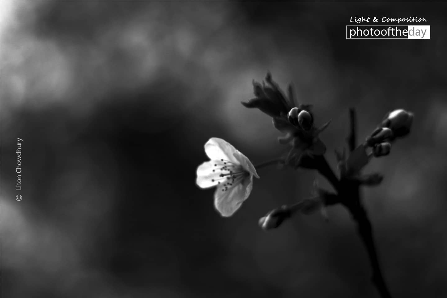 A Flower Story, by Liton Chowdhury