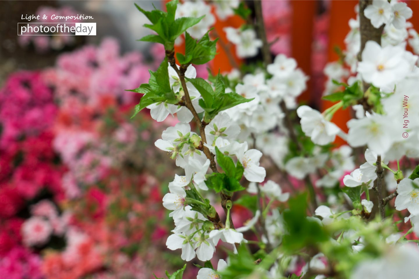 Cherry Blossoms in the Garden, by Ng You Way