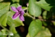 One Purple Flower, by Siew Bee Lim