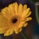 Colorful Gerbera, by Ola Cedell