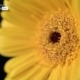 Gerbera Close-up, by Ola Cedell