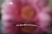 Pink Gerbera Leaf in Water, by Ola Cedell