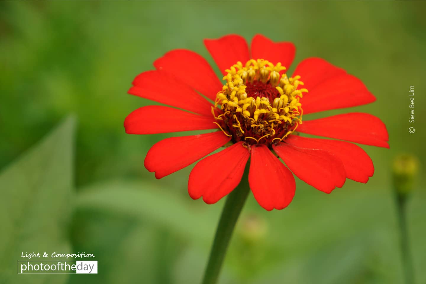 Zinnia Elegans, by Siew Bee Lim