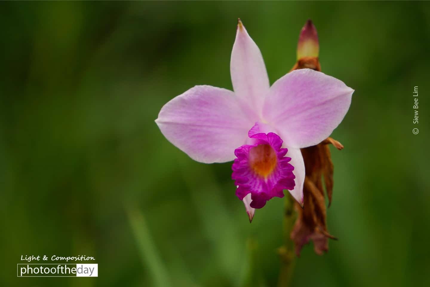 Bamboo Orchid, by Siew Bee Lim