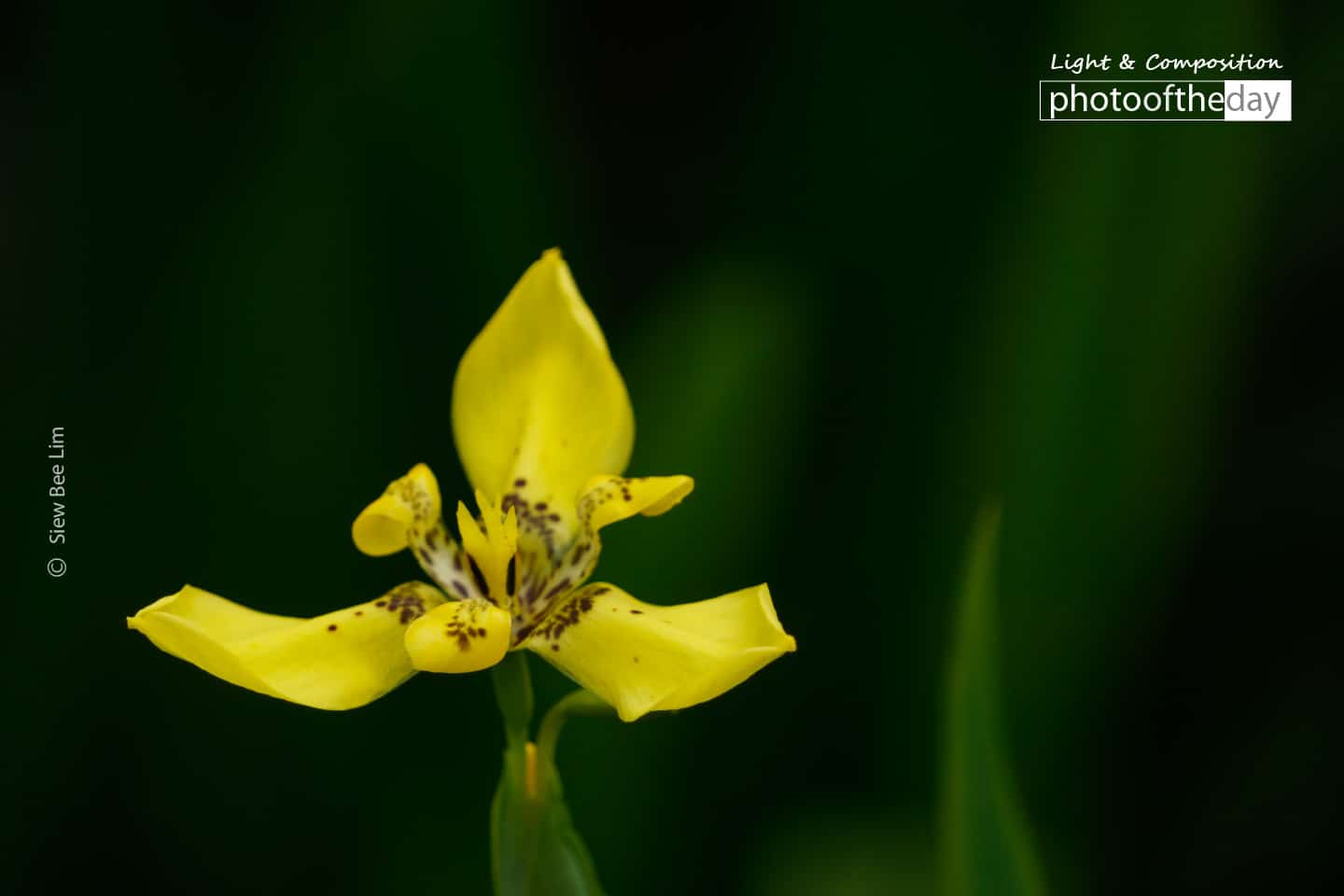 Yellow Walking Iris, by Siew Bee Lim