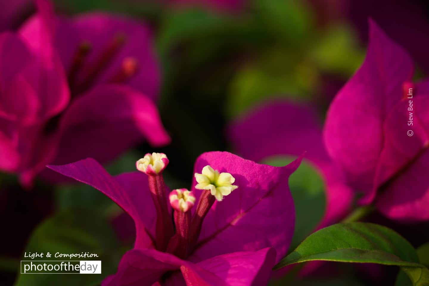 Bougainvillea, by Siew Bee Lim