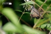 A Neighborhood Butterfly, by Siew Bee Lim