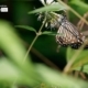 A Neighborhood Butterfly, by Siew Bee Lim