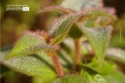 Hairy Leaves, by Siew Bee Lim