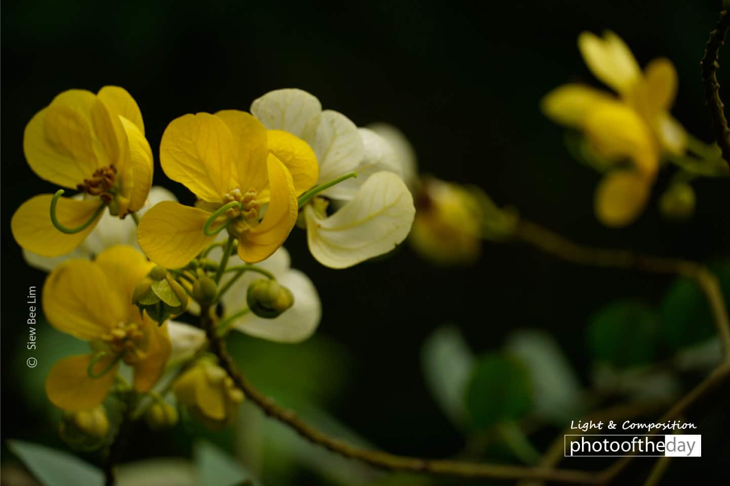 Flowers of a Kassod Tree, by Siew Bee Lim