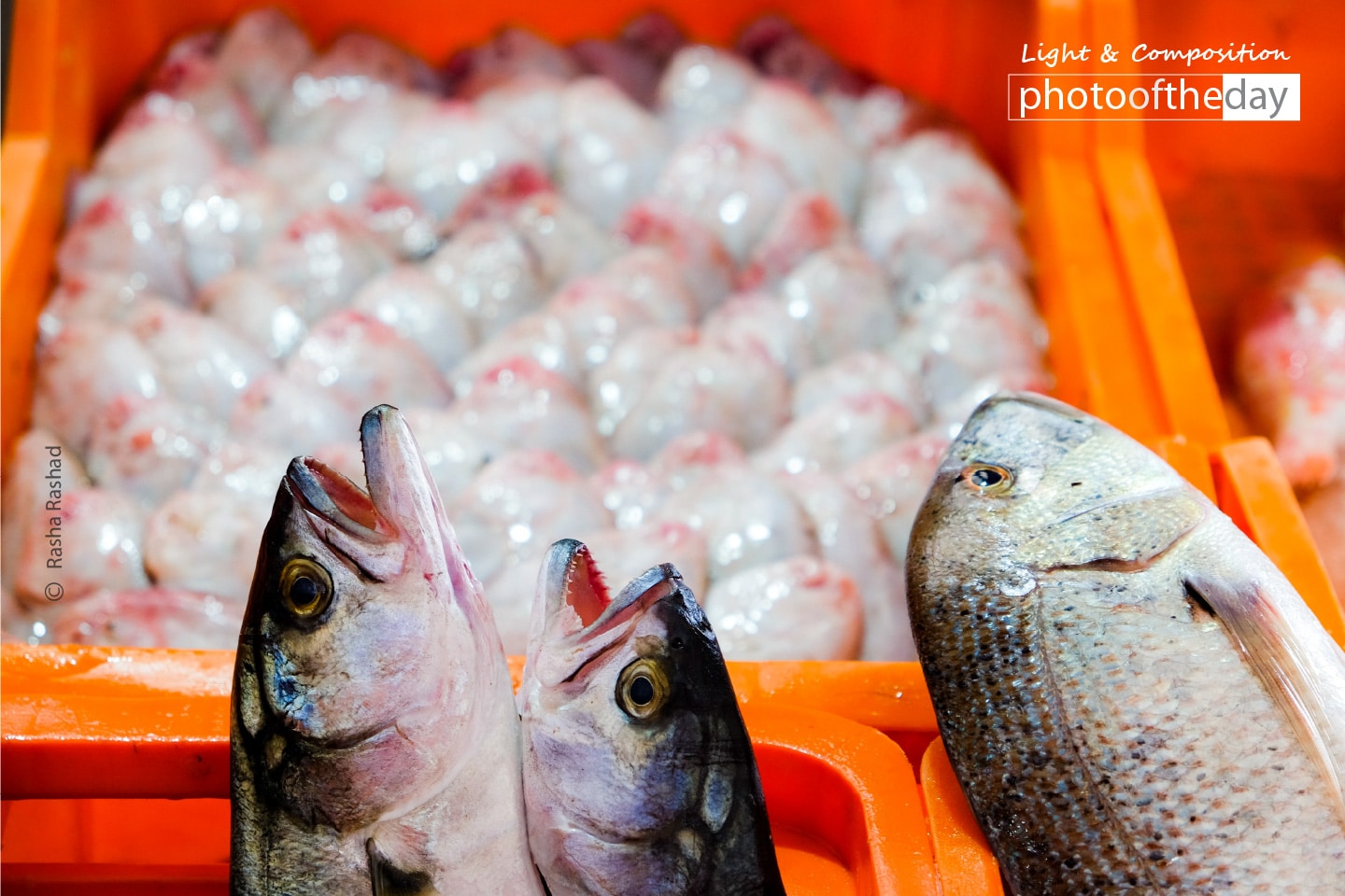 Fresh Fish in the Market, by Rasha Rashad