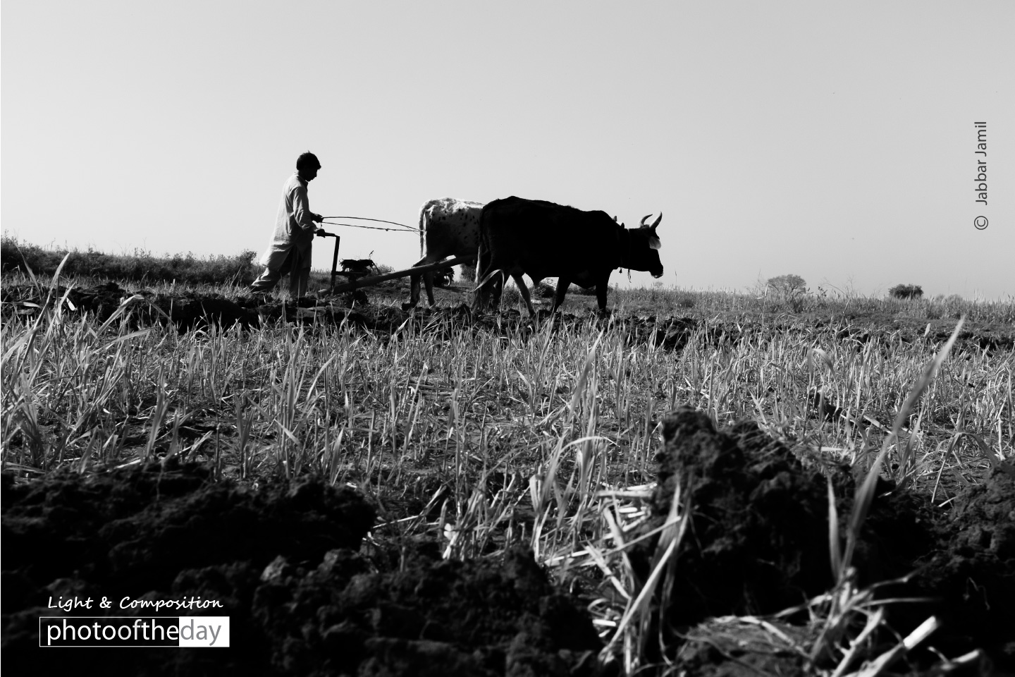 A Silhouette in Field, by Jabbar Jamil