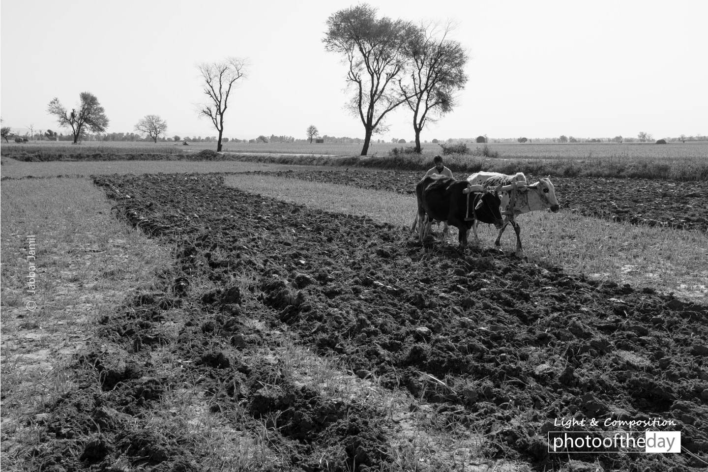 Ploughing, by Jabbar Jamil