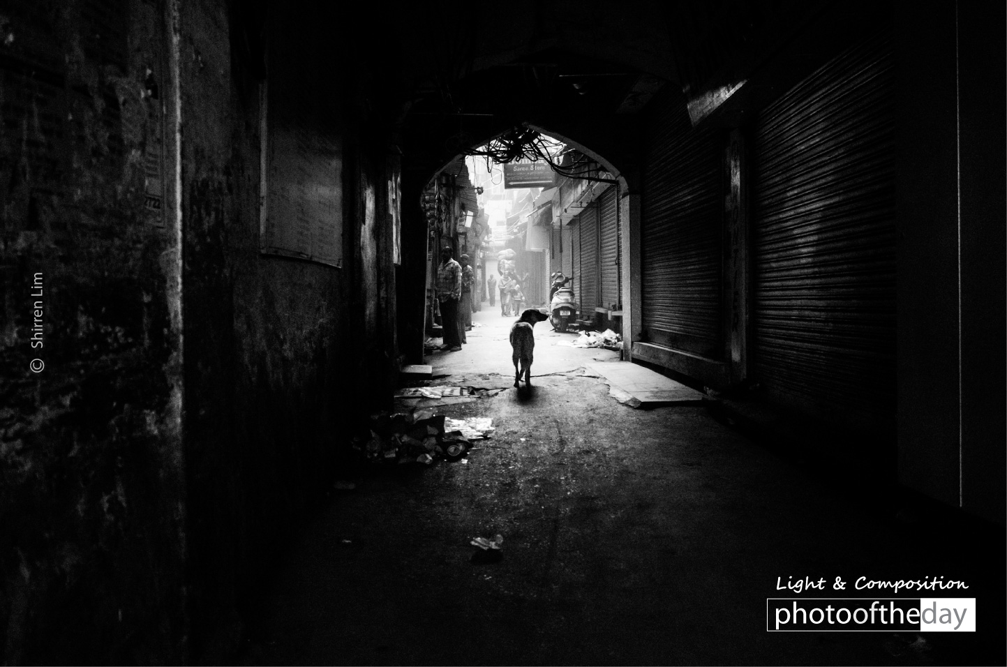 Stray Dog in an Alleyway by Shirren Lim