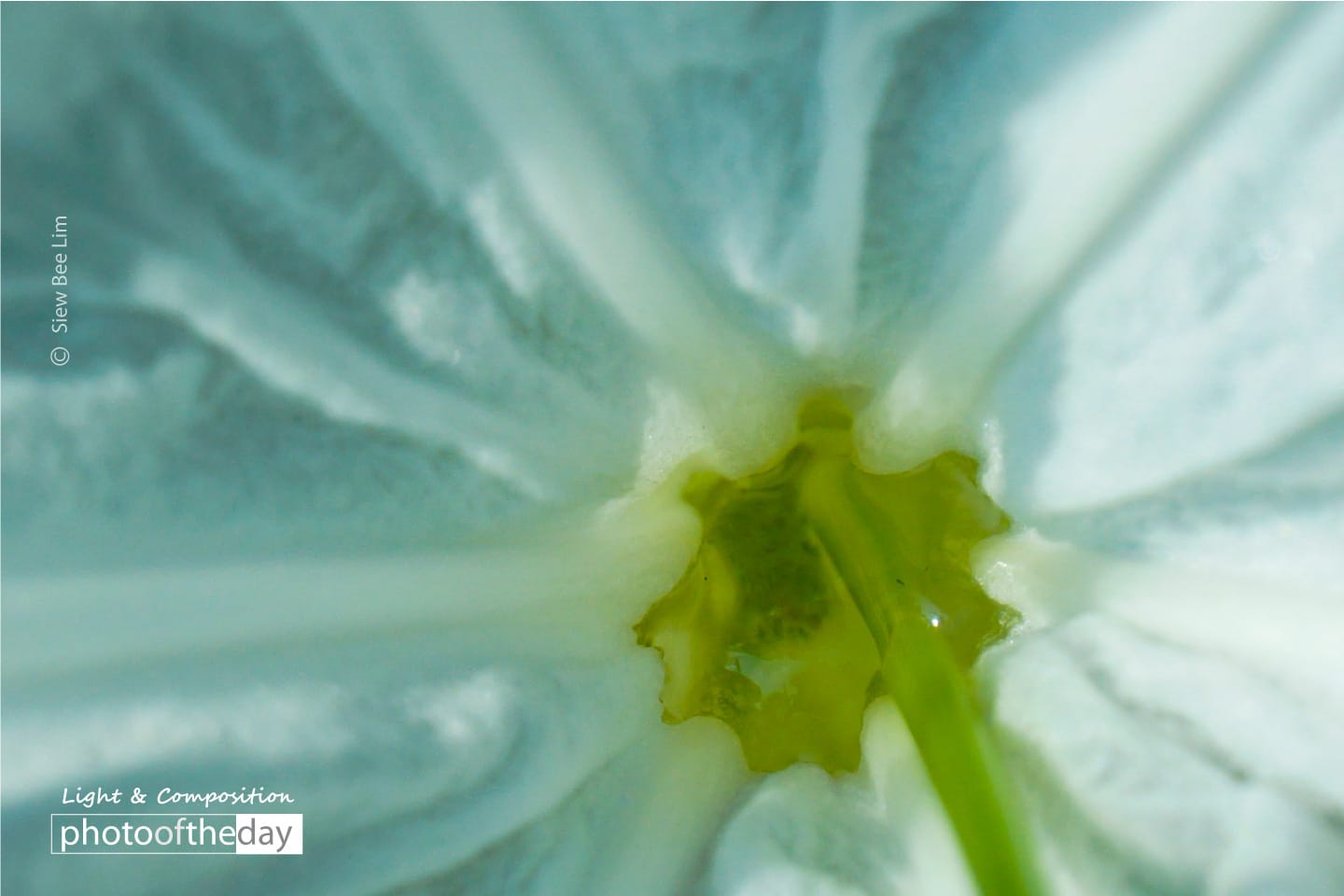 Hymenocallis Speciosa by Siew Bee Lim