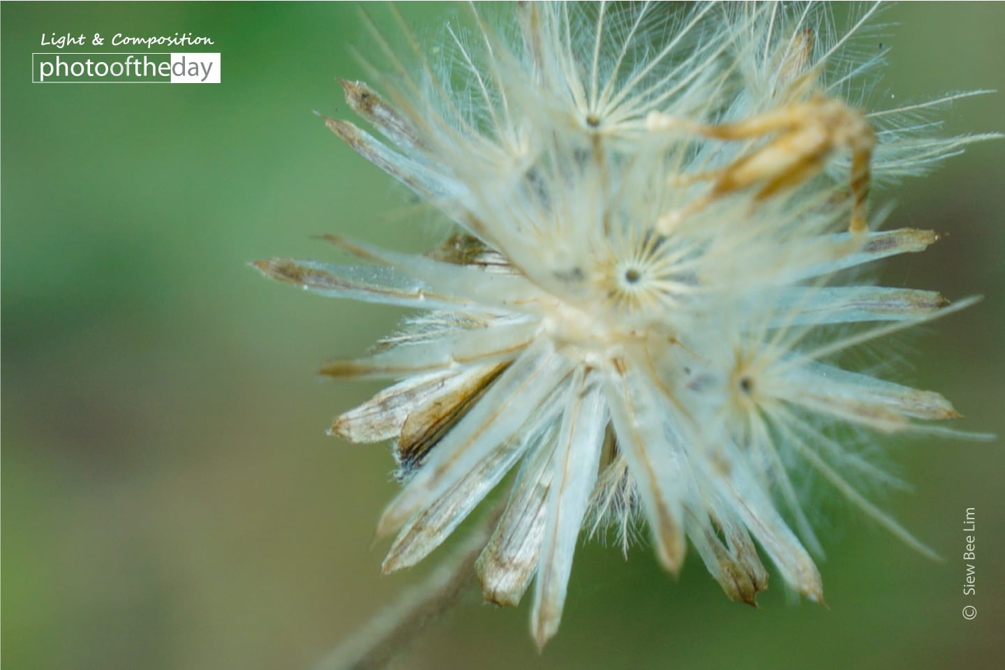 A Little Flower Stalk by Siew Bee Lim