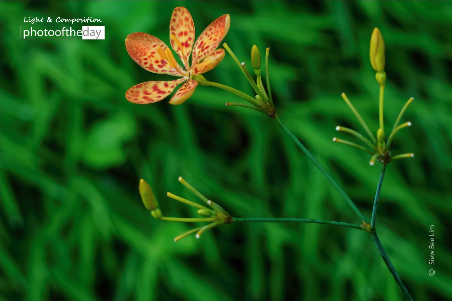 Leopard Flower by Siew Bee Lim