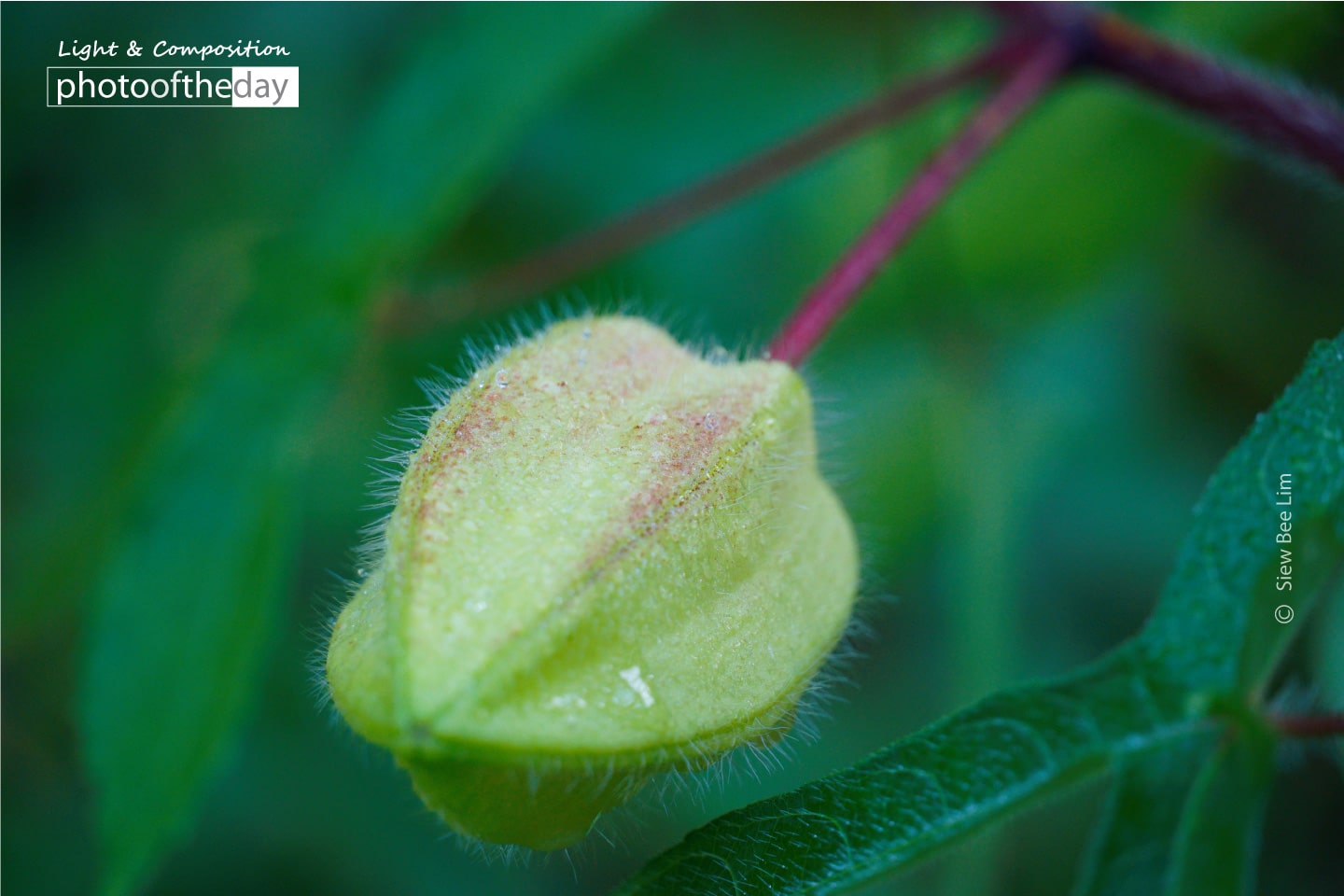 A Fruit of Abelmosk by Siew Bee Lim